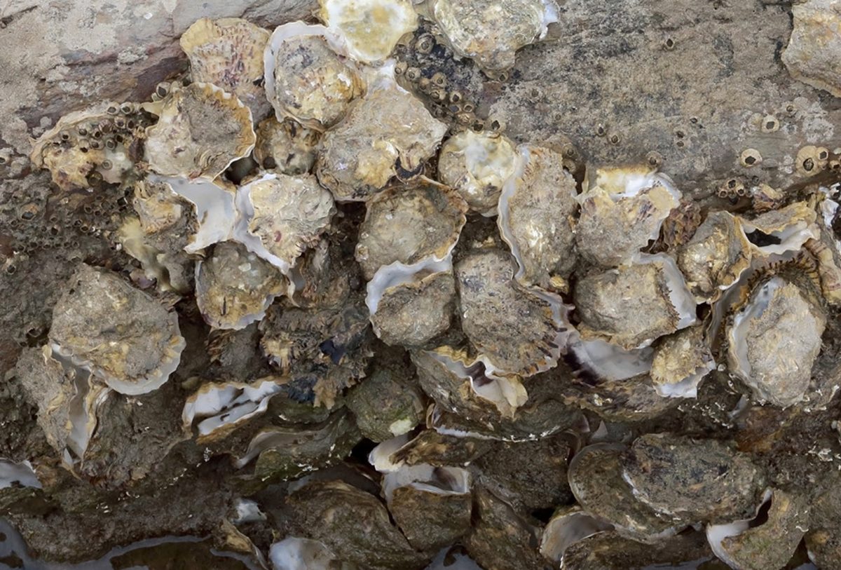 Pacific oyster shells show the oysters have died